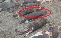 Nga: Phát hiện “dị vật” kỳ lạ trong xác cá voi sát thủ, đâu là nguyên nhân?