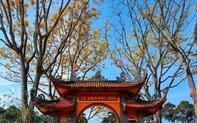 Ghé thăm tu viện Bát Nhã, nơi có hàng phượng vàng rực rỡ vào mùa xuân ở Bảo Lộc