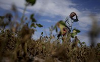 Nông dân Argentina mất mùa lớn vì hạn hán
