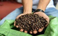 Cà phê robusta Việt Nam đi tìm vị thế mới trên thế giới
