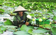 Vườn sen quan âm của người đàn ông có đam mê đặc biệt với hoa ở Ninh Bình