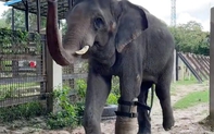Đằng sau "phép màu" của chú voi có chiếc chân giả: Công nghệ có ý nghĩa rất lớn với con người