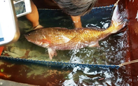 Việt Nam có loài cá đặc sản đắt đỏ bậc nhất, trong bụng chứa một thứ quý như vàng