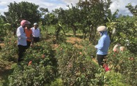 Đầu tư phát triển vùng dược liệu quý góp phần giảm nghèo bền vững vùng DTTS và miền núi
