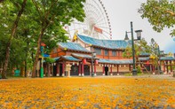 Đẹp ngỡ ngàng hoa sưa nhuộm vàng Công viên Châu Á, Đà Nẵng đầu hè