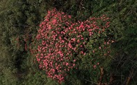 Chiêm ngưỡng vẻ đẹp mê mẩn của rừng hoa Đỗ quyên Fansipan