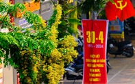 Mùa hoa giáng hương "nhuộm" vàng rực rỡ đường phố Hà Nội
