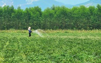 Quảng Trị triển khai các giải pháp cấp bách phòng chống hạn hán, thiếu nước