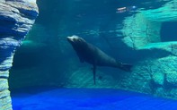 Những chú sư tử biển California cực dễ thương lần đầu tiên xuất hiện tại Việt Nam