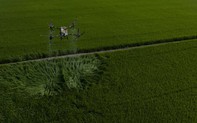 Kỹ thuật trồng lúa giảm phát thải khí mê-tan tại Việt Nam là kinh nghiệm quý cho thế giới
