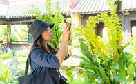 Cây cảnh và phong lan ba miền "đọ dáng, khoe sắc" tại Hoàng cung Huế