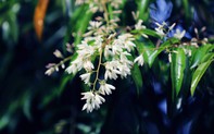 Cây táu cổ thụ hơn 2000 năm tuổi ở Phú Thọ nở hoa trắng thơm ngát