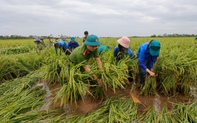 Công an, dân quân, thanh niên...xuống đồng "dựng" lúa giúp dân sau mưa bão số 3