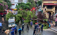 Hà Nội mưa lớn, nhiều cây gãy đổ vào phương tiện của người dân trước khi bão số 3 đổ bộ