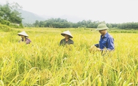 Yên Lập áp dụng phương pháp hữu cơ trong sản xuất gạo nếp gà gáy Mỹ Lung đặc sản xứ Mường