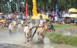 Cặp bò của ông Nguyễn Thành Tài đoạt hạng Nhất Hội đua bò Bảy Núi