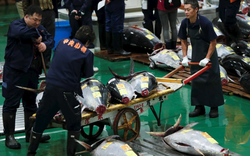 Chợ cá nổi tiếng nhất Tokyo mở lại cửa đón khách