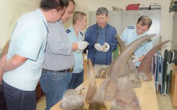 Hải quan Hà Nội bắt giữ hơn 30 kg sừng tê giác nhập lậu từ Nam Phi