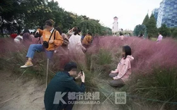 Du khách Trung Quốc selfie phá hỏng bãi cỏ hồng quý hiếm