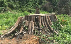 Bình Phước khẩn trương làm rõ vụ phá rừng lấy gỗ tại tiểu khu 363