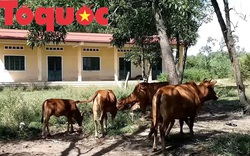 Trường cho học sinh vùng khó xây xong trở thành nơi chăn thả bò