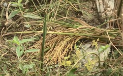 Thái Bình: Nông dân bỏ ruộng vì nạn chuột cắn phá lúa