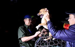Theo chân đội quân bắt chó thả rông đầu tiên ở Hà Nội