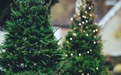 Nhộn nhịp thị trường cây thông thật mùa Giáng sinh: Từ vài triệu đến cả trăm triệu một cây