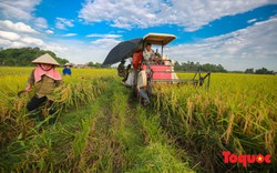 Hôm nay, Việt Nam chính thức có thương hiệu gạo quốc gia