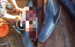 Nhóm người Livestream cảnh giết cá heo gây phẫn nộ