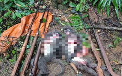 Nghệ An: 2 cá thể Voọc xám quý hiếm bị bắn chết trong Vườn quốc gia Pù Mát