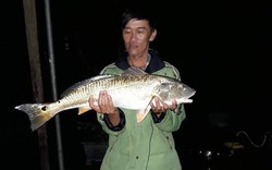 Ngư dân bắt được cá lạ nặng 5kg nghi cá sủ vàng quý hiếm