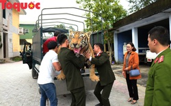 Bàn giao bộ da hổ quý cho Bảo tàng Thiên nhiên Duyên hải miền Trung