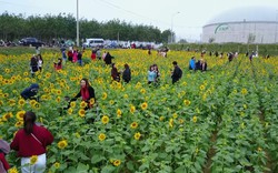 Hàng ngàn lượt khách check-in cánh đồng hoa hướng dương rực rỡ ở Quảng Bình 