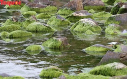 Clip bãi đá ở rạn Nam Ô tuyệt đẹp mùa rêu xanh