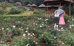 Miễn phí du khách tham quan vườn hồng lớn nhất Việt Nam tại Ba Vì