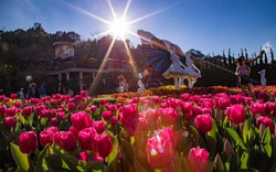 Lễ hội hoa tulip tại Bà Nà được trao kỷ lục Guinness Việt Nam 
