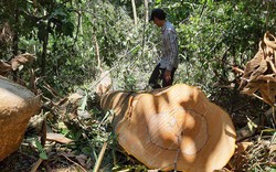 Hàng chục cây gỗ chuồn bị đốn hạ ở rừng phòng hộ Sông Tranh, Ban Quản lý rừng chỉ bị...kiểm điểm 