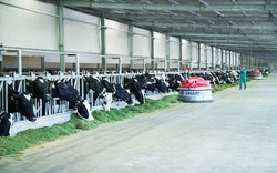 
Công ty bò sữa Việt Nam thuộc Vinamilk lọt top tăng trưởng nhanh nhất Việt Nam 