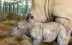 Vinpearl Safari Phú Quốc – 17 ngày đón 2 cá thể tê giác quý chào đời