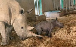 Tê giác con đầu tiên chào đời tại Vinpearl Safari Phú Quốc