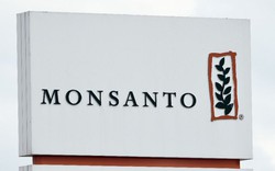 Thêm đòn giáng từ Pháp vào Monsanto
