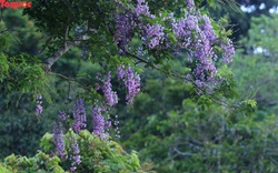 Mê mẩn mùa hoa tím trên bán đảo Sơn Trà