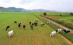 Vinamilk xây tổ hợp 'resort' bò sữa organic 5.000 ha tại Lào 