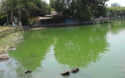 Đà Nẵng: Hồ nước giữa công viên bốc mùi hôi thối