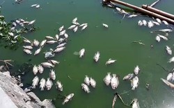 Cá chết nổi giữa hồ trung tâm Đà Nẵng