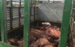Hải Phòng: Bắt hơn một tấn lợn nhiễm dịch tả châu Phi đang trên đường đi tiêu thụ