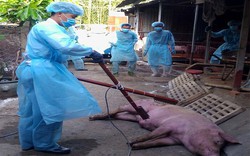 Hà Nội chi hơn 1.000 tỷ đồng hỗ trợ bệnh dịch tả lợn châu Phi