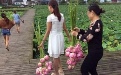 Công viên sinh thái ở Trung Quốc phải đóng cửa vì du khách vặt trụi hoa sen