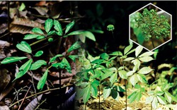 Lá sâm Ngọc Linh được thu mua tại vườn từ 9 - 10 triệu đồng/kg